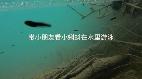 国产成人蝌蚪视频,揭秘成人娱乐产业的新趋势